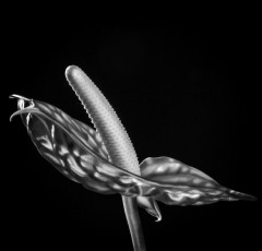 Ephemeros