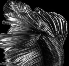 Move Black & White