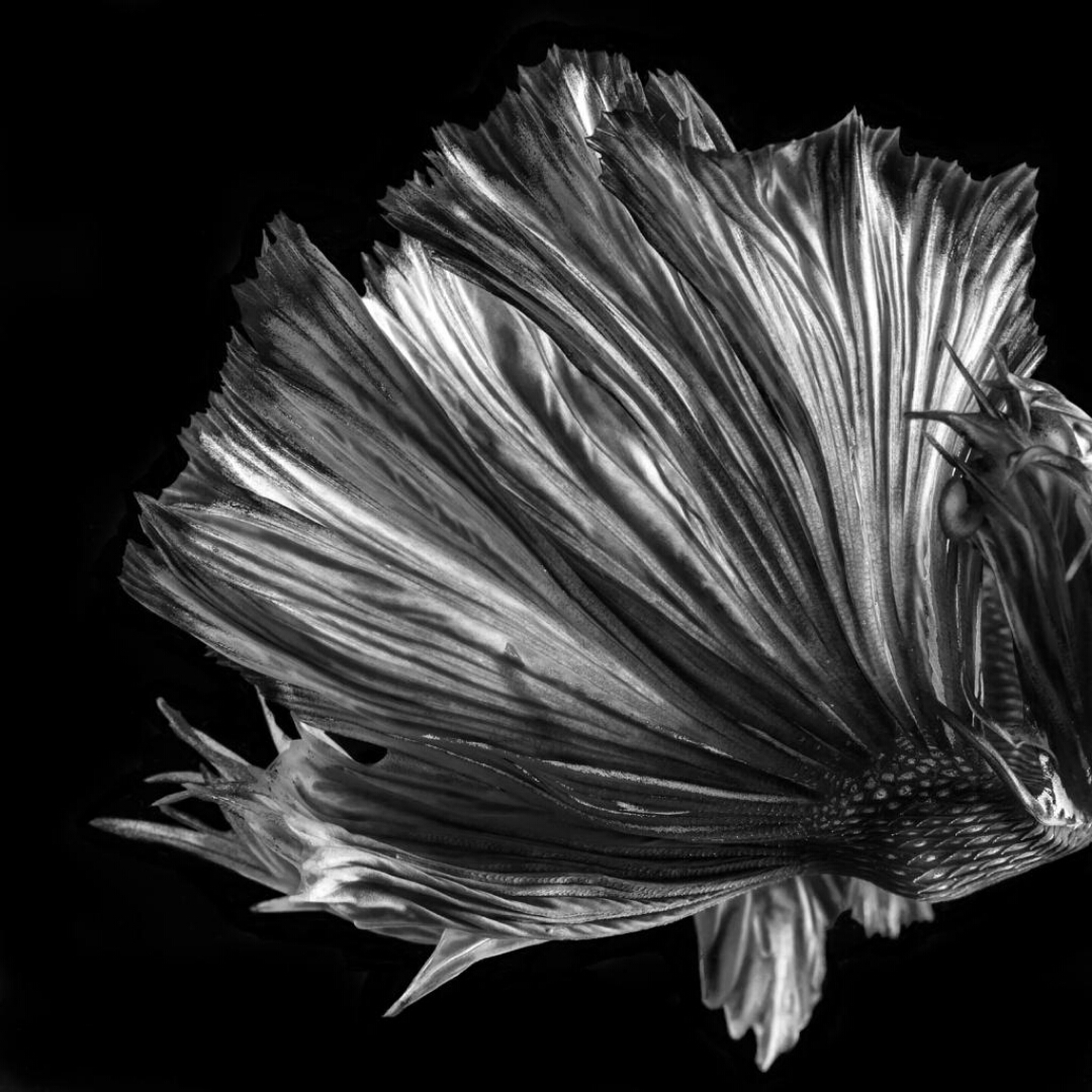 Move Black & White